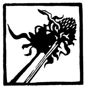 295x302 Black Eyed Susan