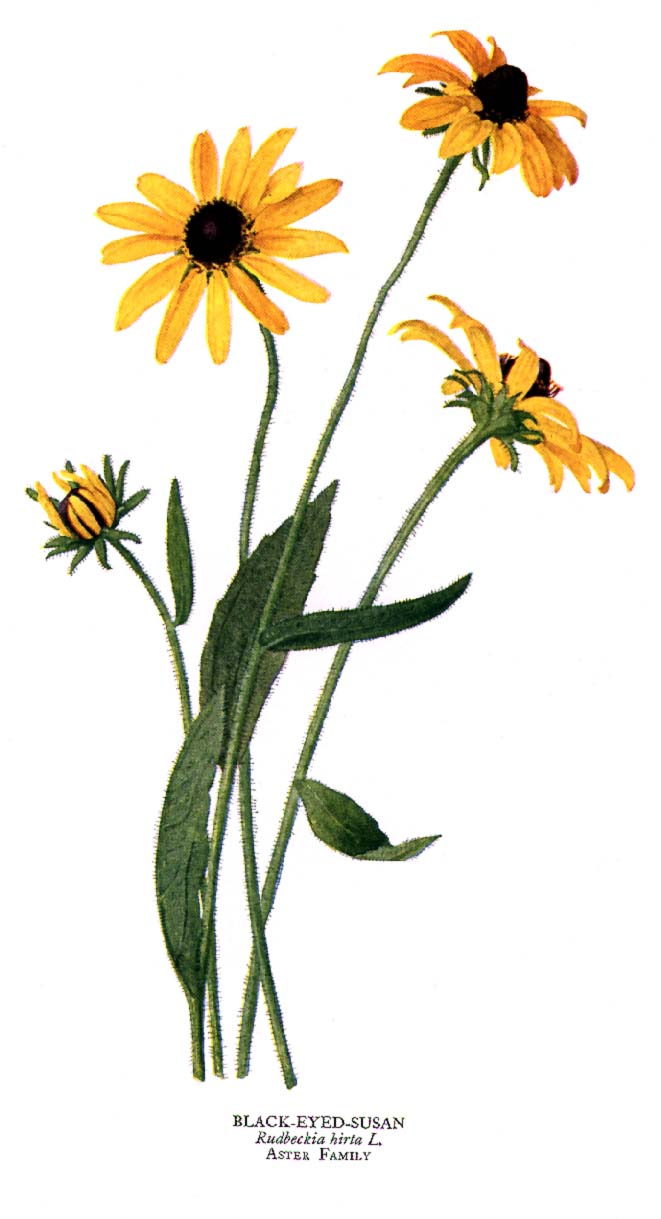 661x1219 Black Eyed Susan Drawings