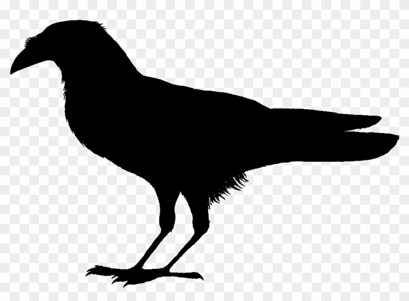 840x618 Corvus Edithae Drawing