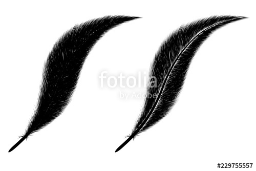 500x334 Set Of Feather On White Background Beautiful Black Feather
