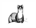 150x116 Black Footed Ferret