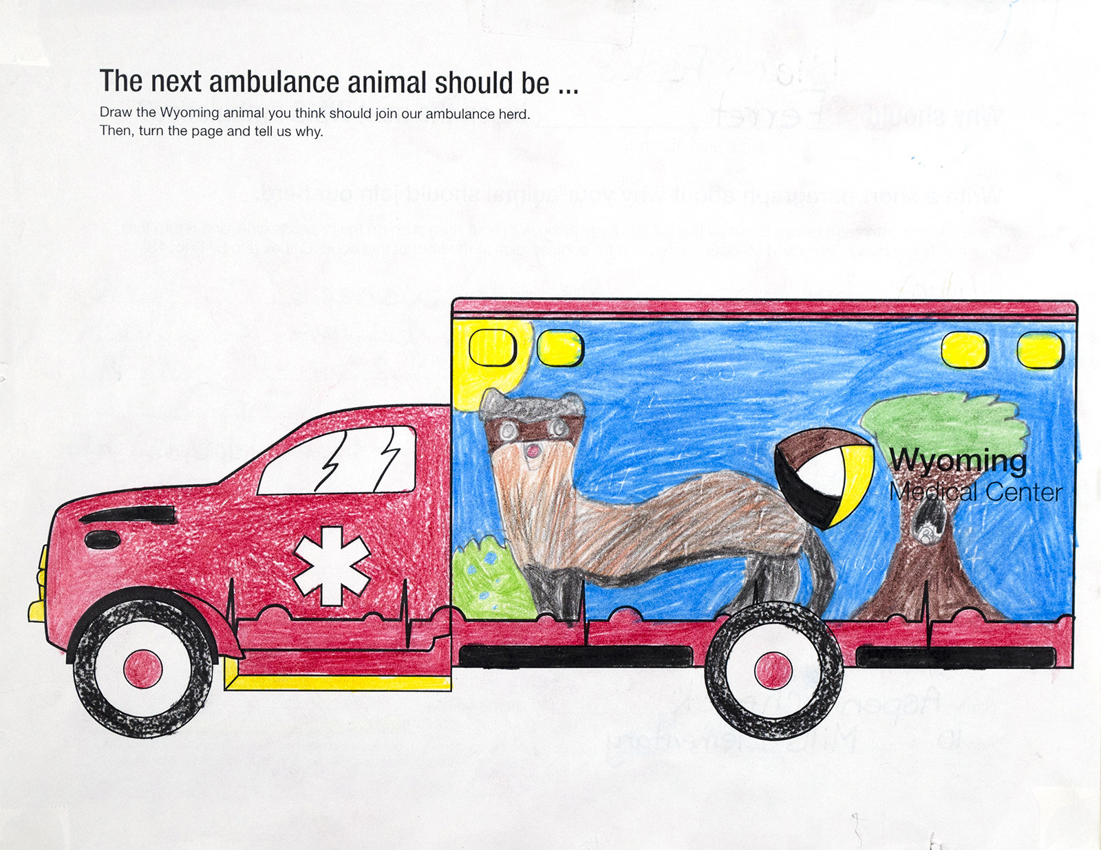 1600x1236 Congrats Aspen Scherck Of Mills Elementary! Your Black Footed