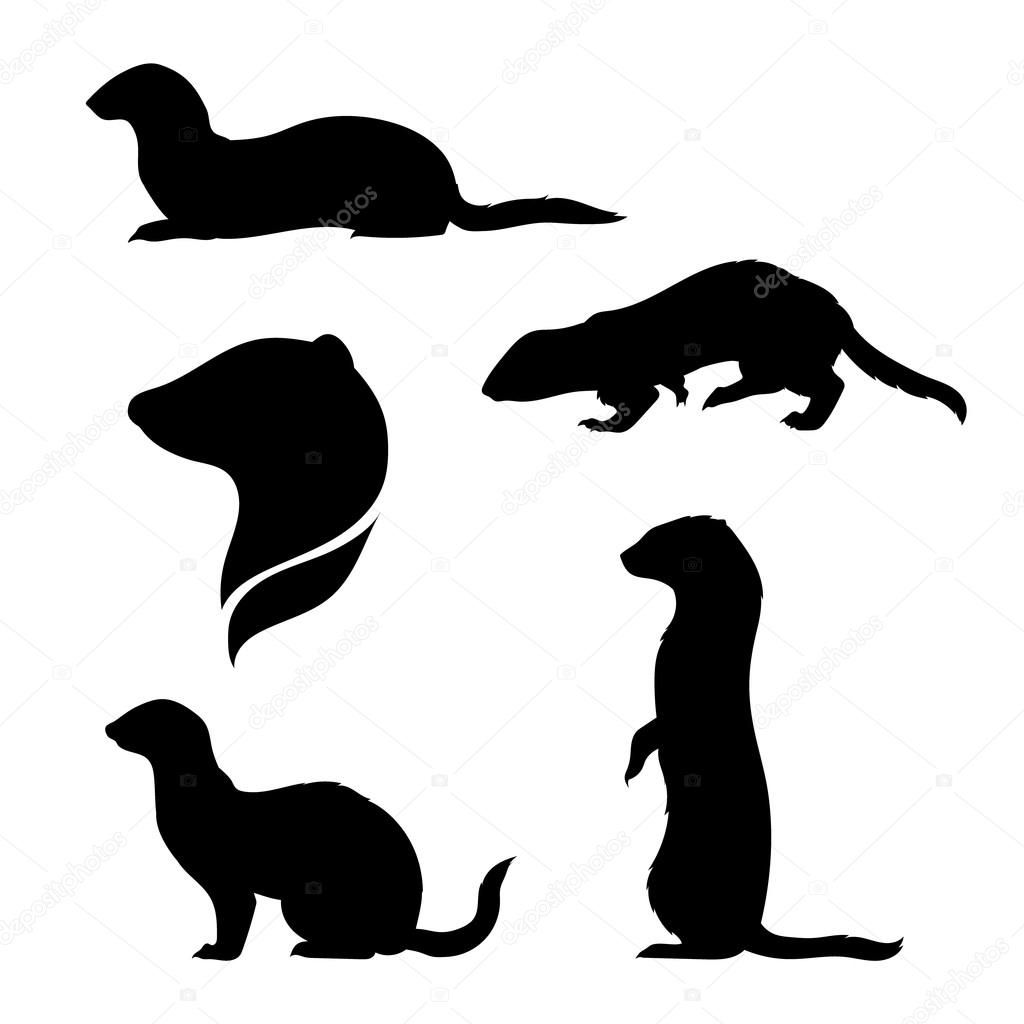 1024x1024 Encontrado En Google En Ferrets Ferret