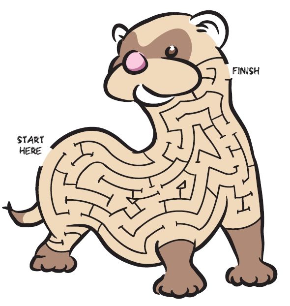 590x622 ferret maze things that remind me of my ferret son, pet