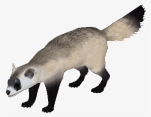300x232 ferret png, free hd ferret transparent image