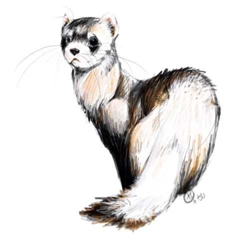 455x478 ferret art ferrets and ferretisms and their cousins ferret