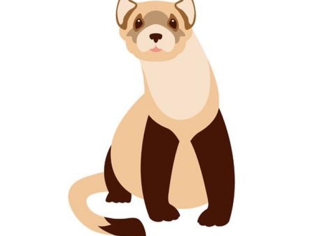 640x480 Free Ferret Clipart, Download Free Clip Art
