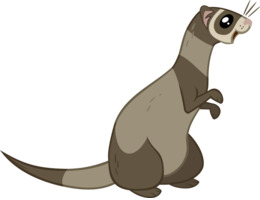 260x200 Free Download Black Footed Ferret Otter Drawing