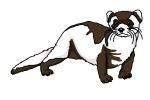 150x100 How To Draw A Black Footed Ferret