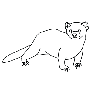 300x300 Learn How To Draw Animals Step