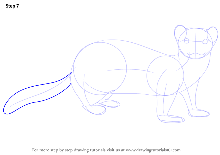 844x596 Learn How To Draw A Black Footed Ferret