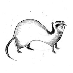 236x236 Best Ferretopossum Images In Ferrets, Opossum, Ferret