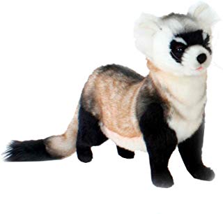 320x306 Black Footed Ferret