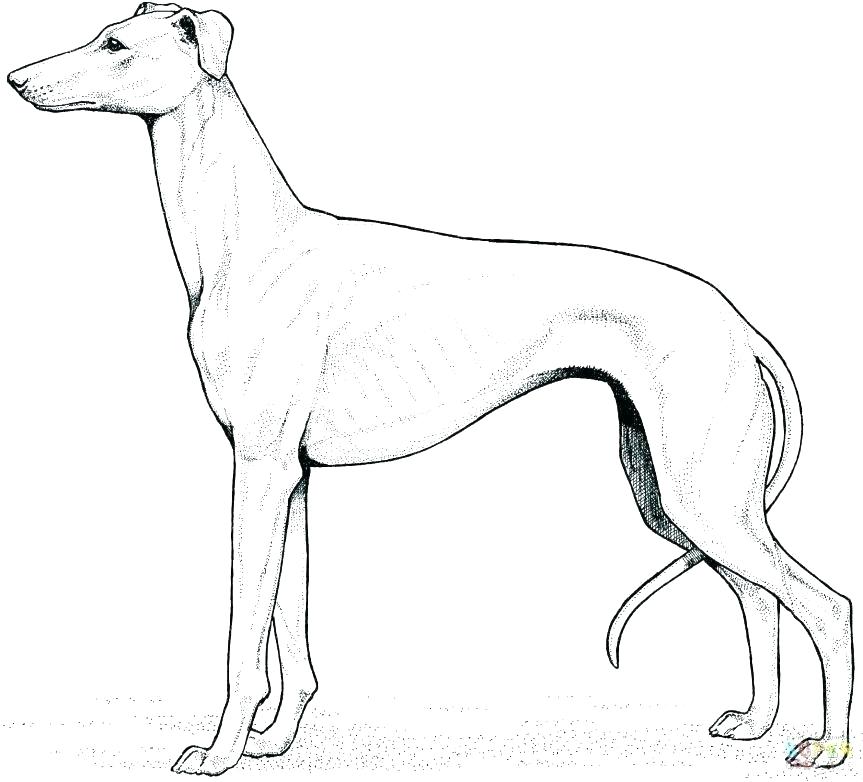 863x782 Yellow Lab Coloring Pages Black A Golden Rats Sheets Sheet