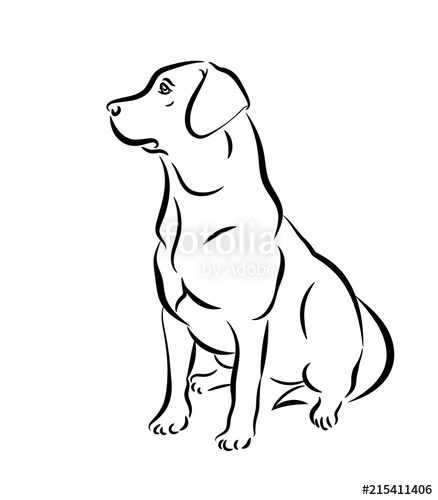 438x500 Labrador Vector Illustration Black And White Outline Of A Sitting
