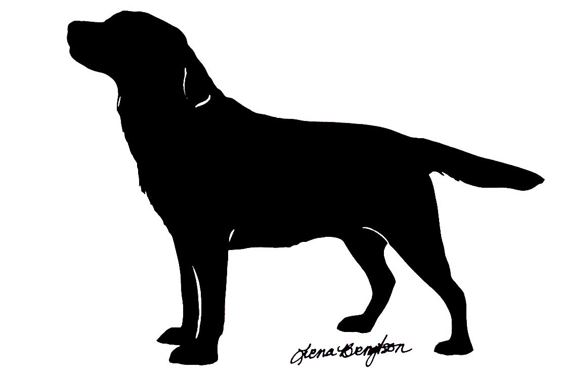 Black Labrador Drawing