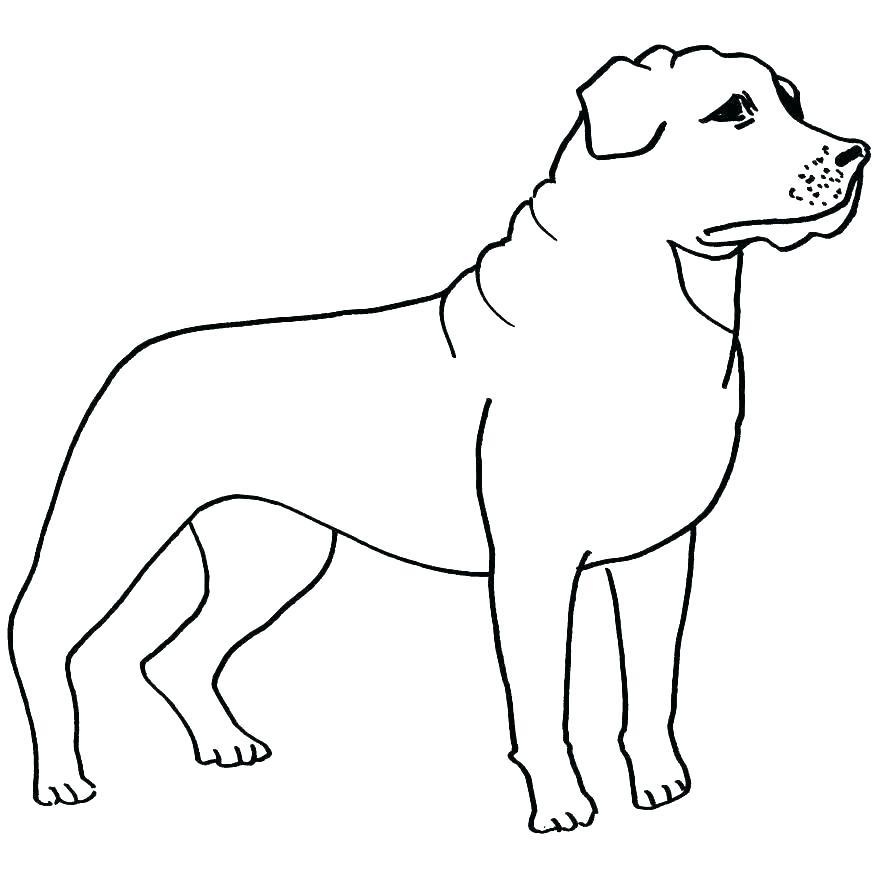 878x878 Collection Coloring Pages Printable For Adults Dogs Black Lab