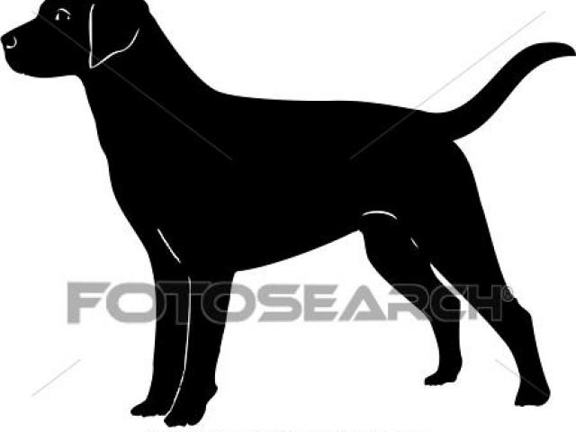 640x480 Labrador Clipart Line Drawing