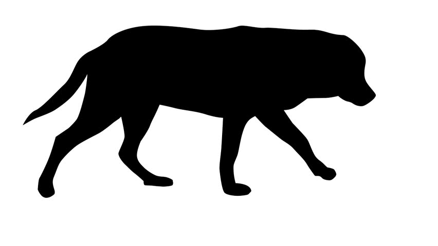 852x480 Labrador Drawing Stock Video Footage