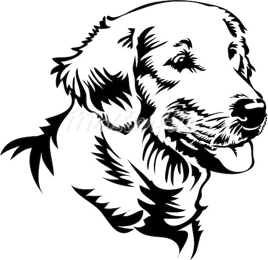 550x534 Labrador Retriever Clipart Line Drawing