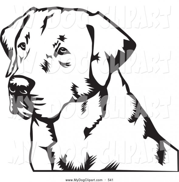 589x600 Revisited Black Lab Coloring Pages Labrador Retriever Drawing
