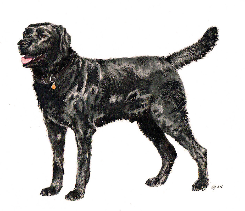 1024x881 The World's Best Photos Of Labrador And Sketch
