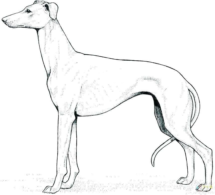 863x782 Black Lab Coloring Pages Coloring Pages Cartoons To Draw Easy