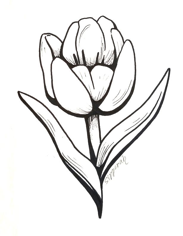615x792 Tulip Flower, Flower Illustration, Flower Drawing, Marker Drawing