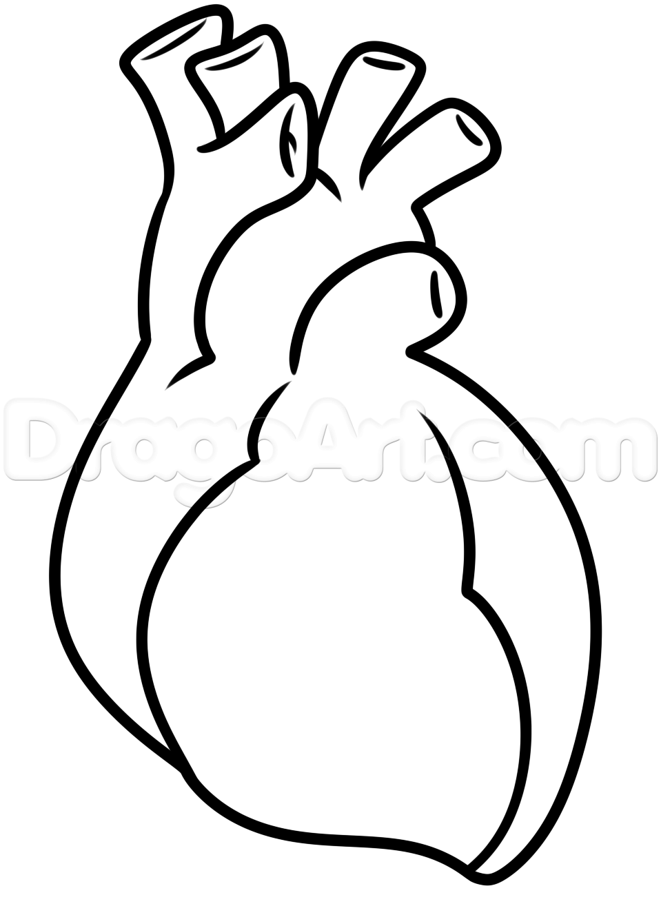 959x1315 Drawing A Human Heart For Kids, Step