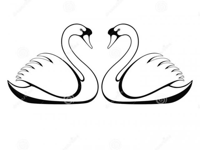 640x480 Black Swan Clipart Simple