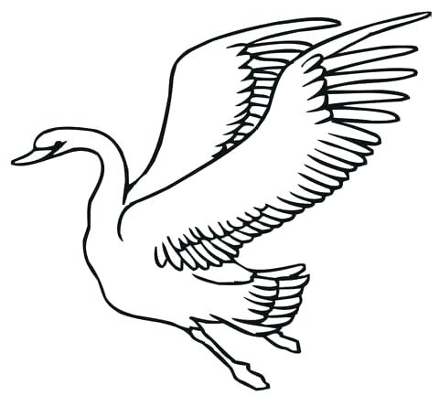 480x456 Swan Colouring Pages Black Swan Colouring Pages Zupa