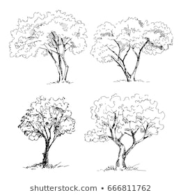 260x280 Huge Collection Of 'black And White Tree Drawing' Download More