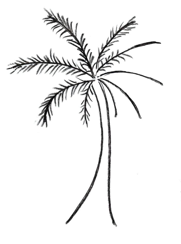 700x940 Simple Palm Tree Drawing Palm Tree Drawings Clip Art Free