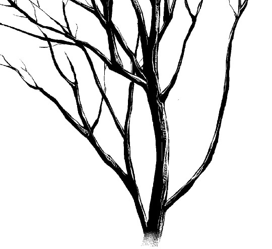 540x494 Branch