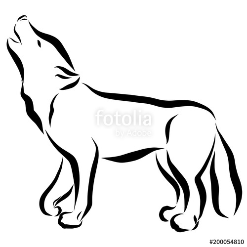 500x500 Wolf Or Dog, Drawing In Black Lines Stock Photo And Royalty Free