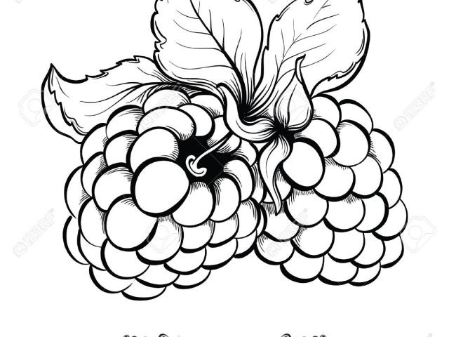 640x480 Drawn Berry Blackberry