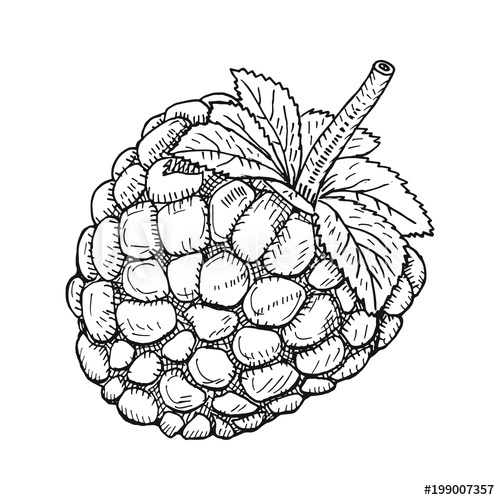 Blackberry Drawing | Free download on ClipArtMag