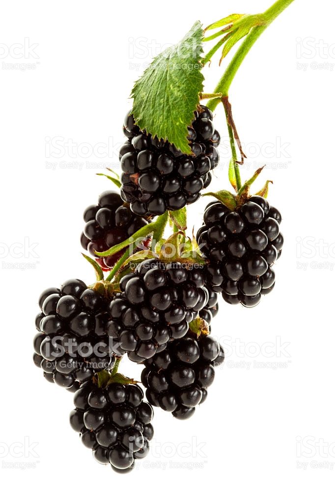 682x1024 image result for blackberry drawing tattoos blackberry, fruit