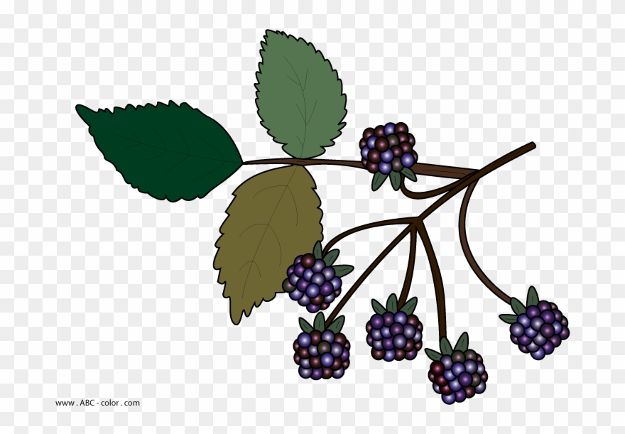 880x611 Blackberries