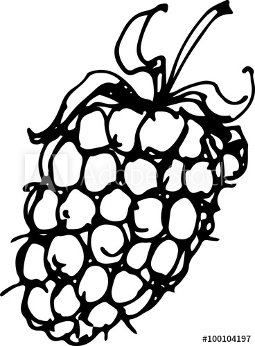 368x500 Blackberry Vector Illustration