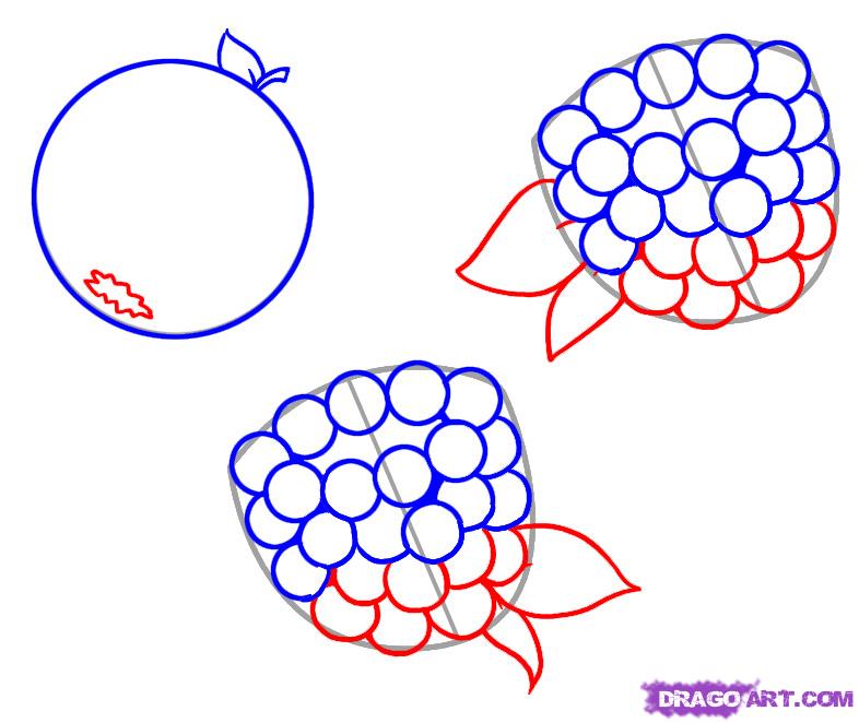 786x662 How To Draw Berries, Step