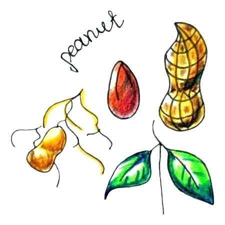 450x450 Fruit Draw Running