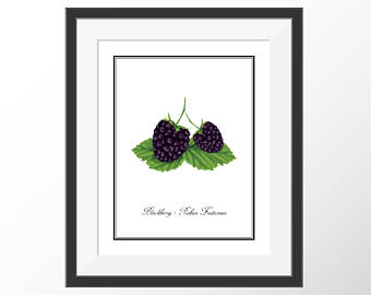 340x270 Blackberry Art Etsy