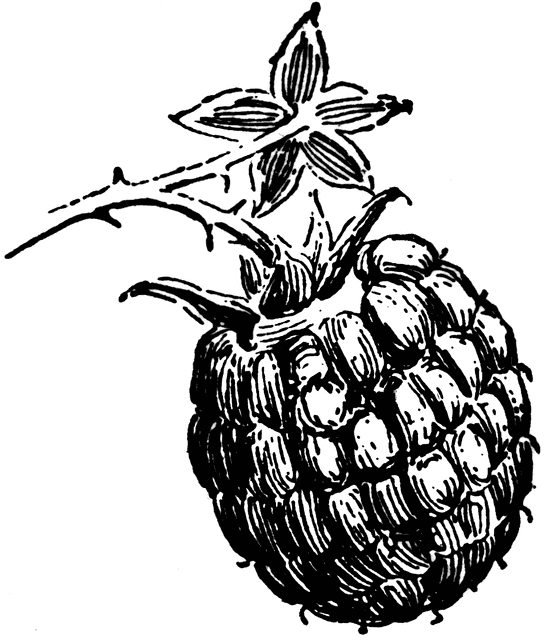 544x640 Blackberry Clipart Black And White Collection