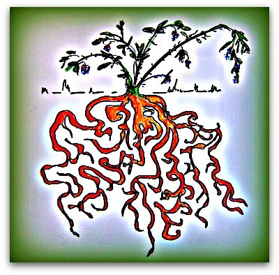 400x394 Brambles Gone Wild How To Remove Blackberries