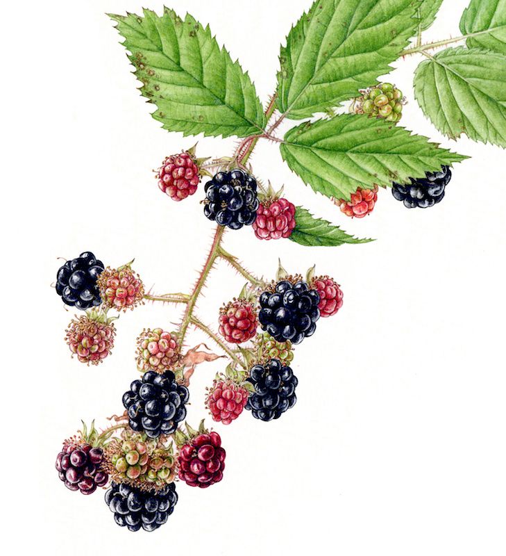 729x800 Christina Hart Davies