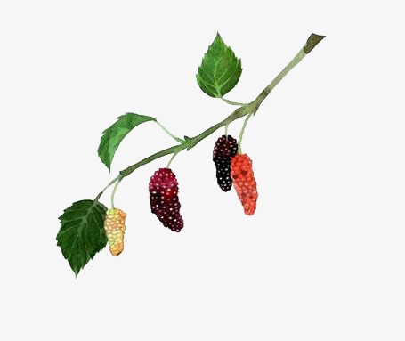 455x383 Drawing Mulberry, Mulberry, Branches And Leaves, Fruit Png Image