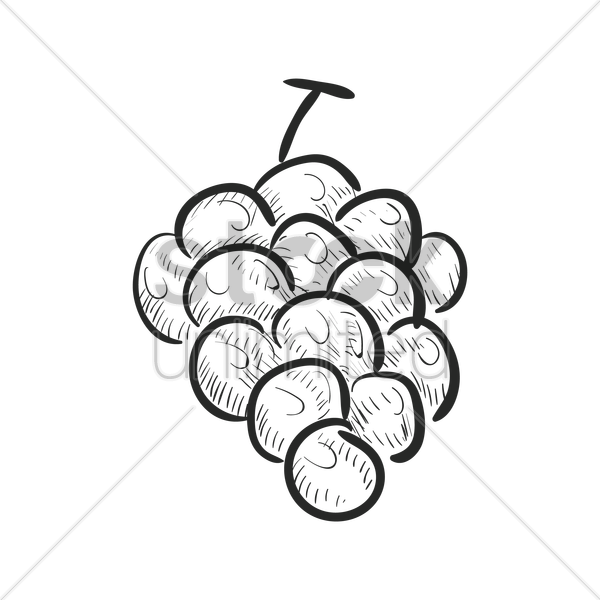 600x600 Grapevine Clipart Sketch For Free Download And Use