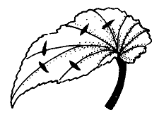 225x166 Plant Propagation