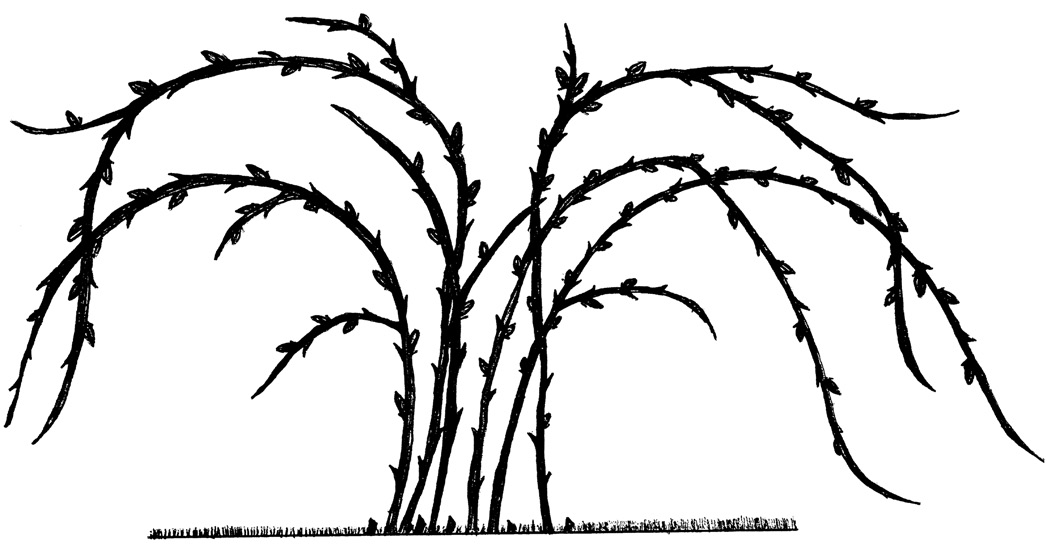 1047x548 Pruning Erect Blackberries In The Home Garden Ohioline